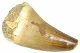 Fossil Prognathodontid Mosasaur Tooth - Morocco #374513-1